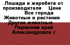 Лошади и жеребята от производителя. › Цена ­ 120 - Все города Животные и растения » Другие животные   . Пермский край,Александровск г.